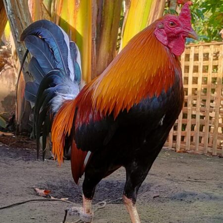 Training Techniques for Winning Gamecocks in Sabong