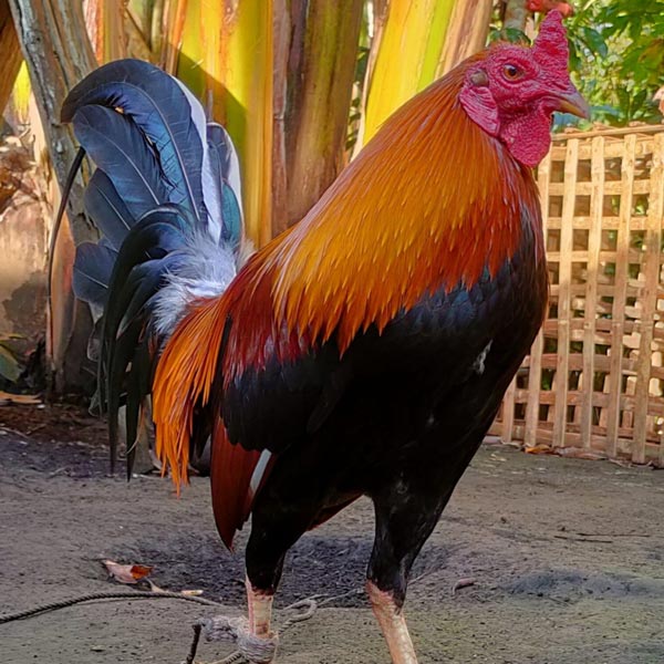 Training Techniques for Winning Gamecocks in Sabong